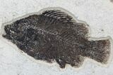 Cockerellites (Priscacara) Fossil Fish - Hanger Installed #88773-1